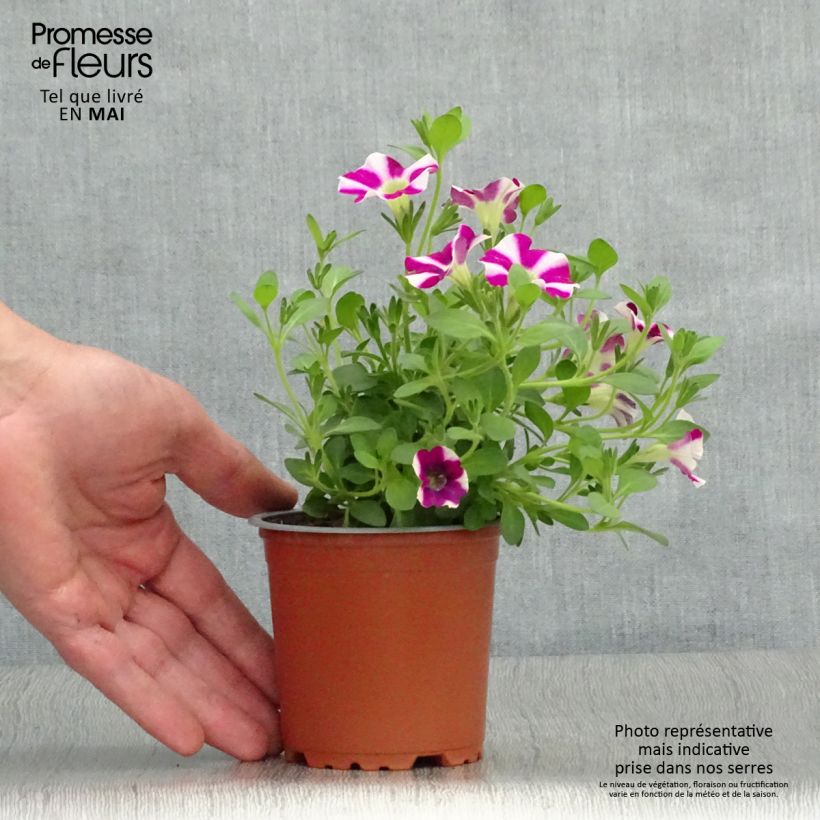 Spécimen de Pétunia Cascadias Bicolor Cabernet godet de 8/9cm tel que livré au printemps