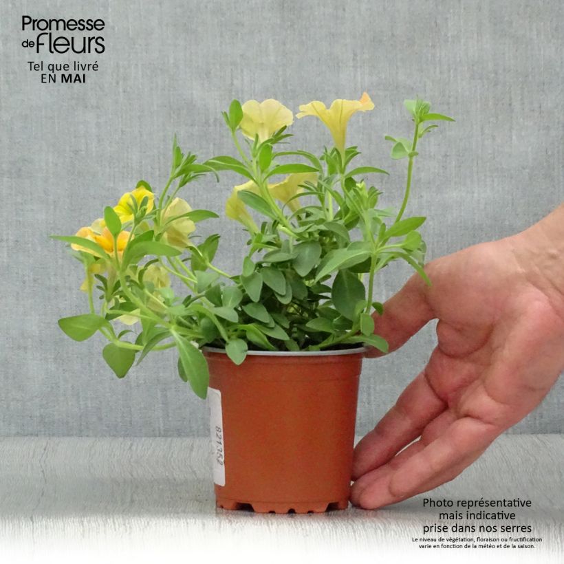 Spécimen de Pétunia Cascadias Indian Summer godet de 8/9cm tel que livré au printemps