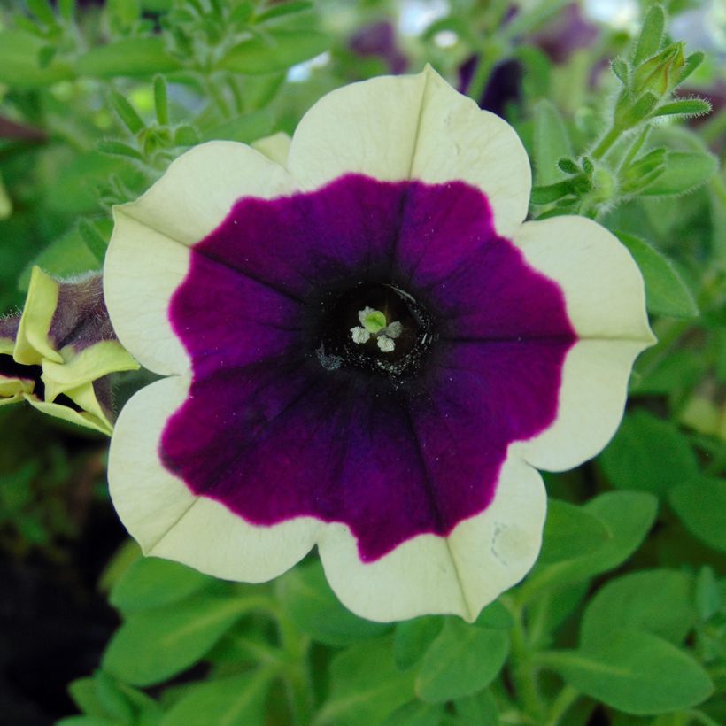 Pétunia Cascadias Rim Magenta (Floraison)