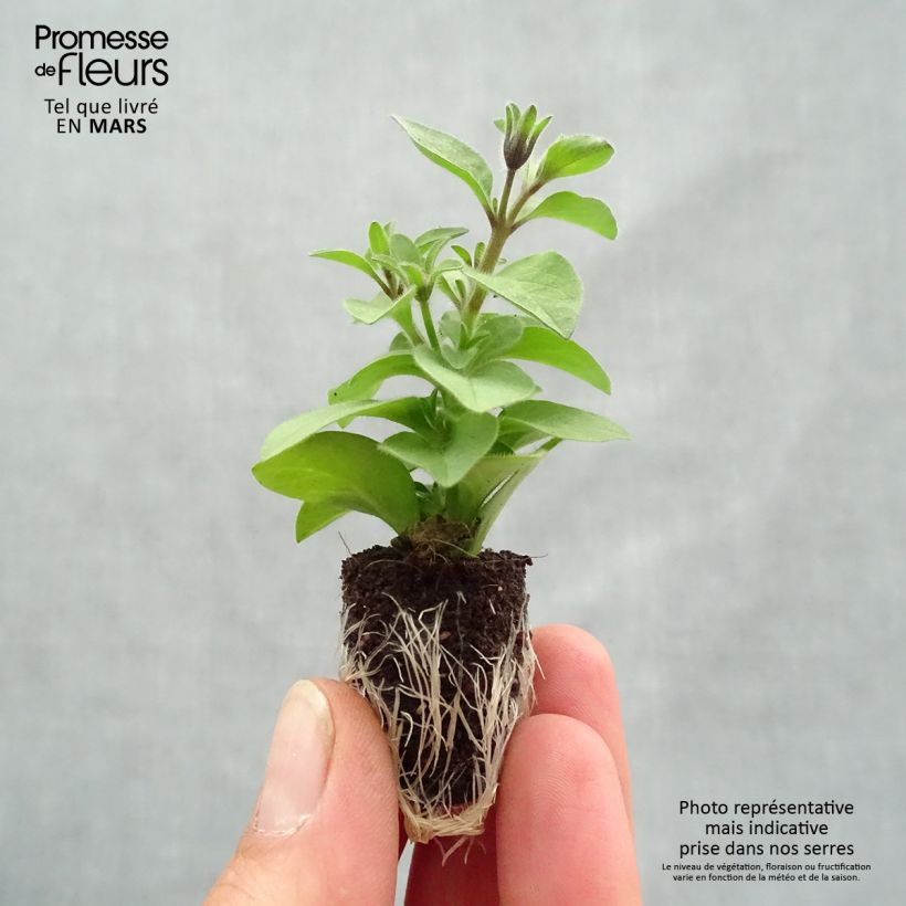 Spécimen de Pétunia Chocolina Mini-motte 2,5 cm tel que livré au printemps
