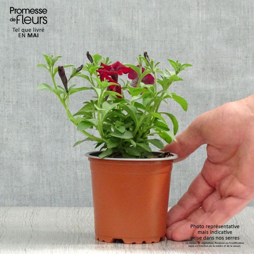 Spécimen de Pétunia Chocolina  godet de 8/9cm tel que livré au printemps