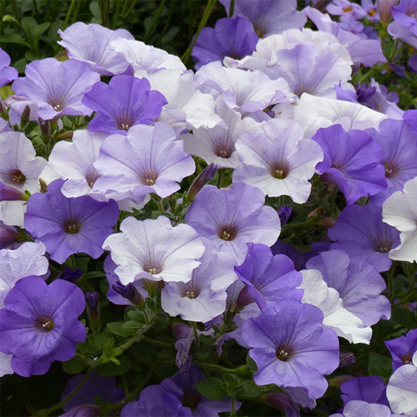 Pétunia Conchita Azur (Floraison)