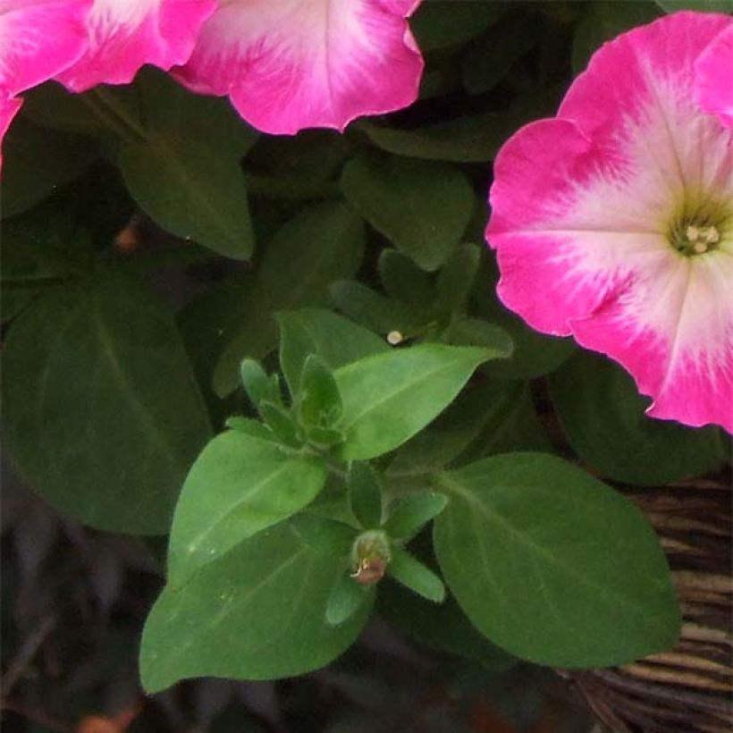 Pétunia Corona Rose Rim (Feuillage)