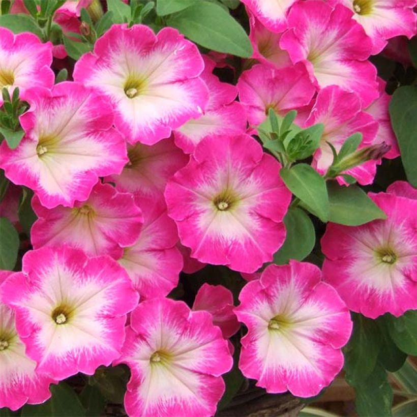 Pétunia Corona Rose Rim (Floraison)