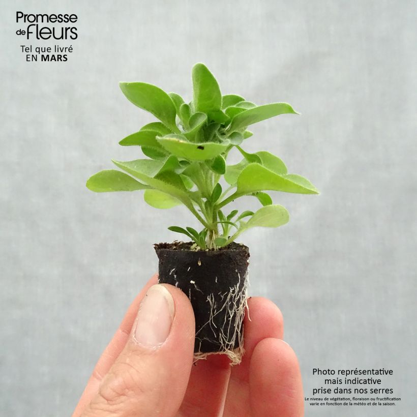 Spécimen de Petunia Designer Cappuccino Mini-motte Ø 3/4 cm tel que livré au printemps