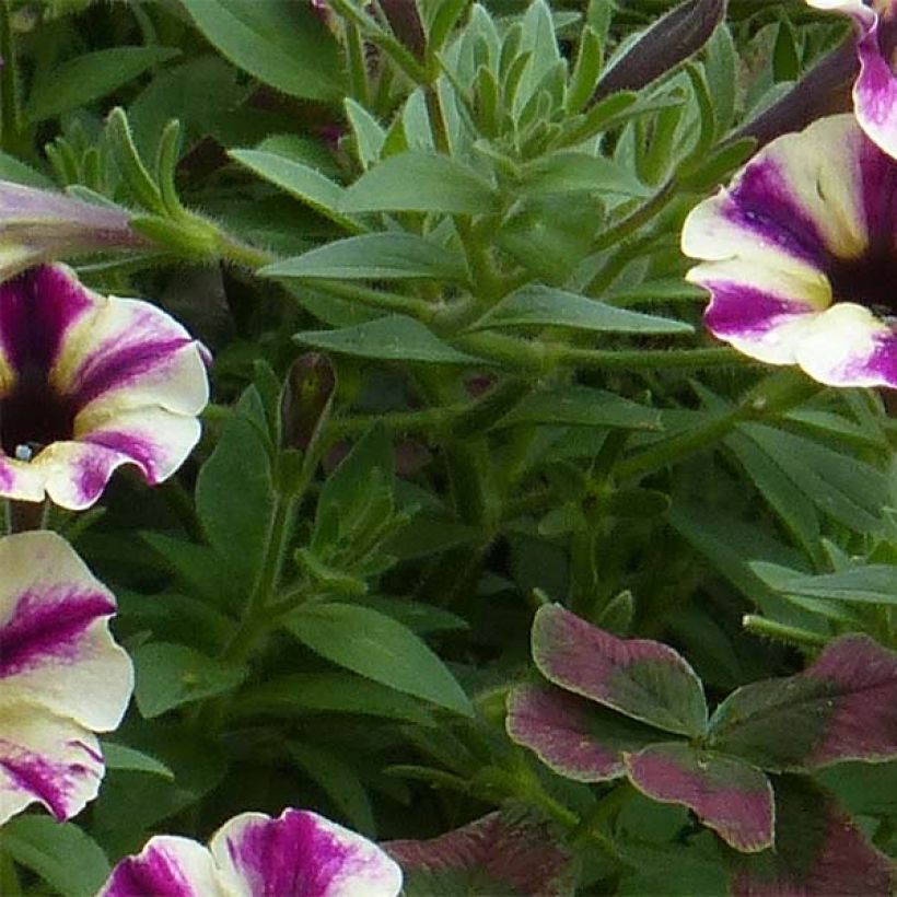 Pétunia Dreamstar (Feuillage)