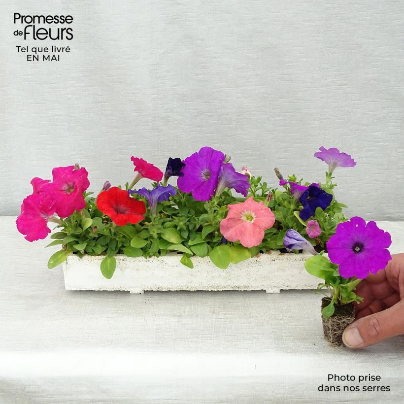 Spécimen de Pétunia Mambo en mélange Jardimotte : motte 3,8 cm x 3,2 cm en plaque de culture par 16 tel que livré au printemps
