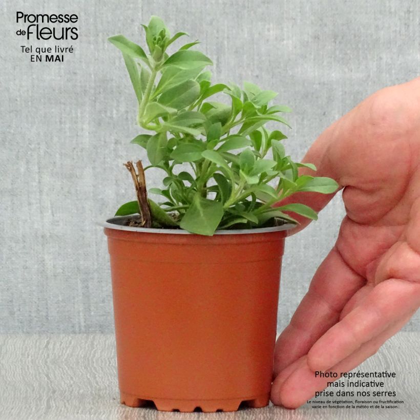 Spécimen de Pétunia Merlot godet de 8/9cm tel que livré au printemps