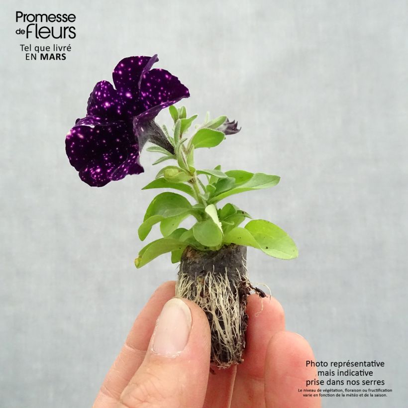 Spécimen de Pétunia Mystery Sky Mini-motte 2,5 cm tel que livré au printemps