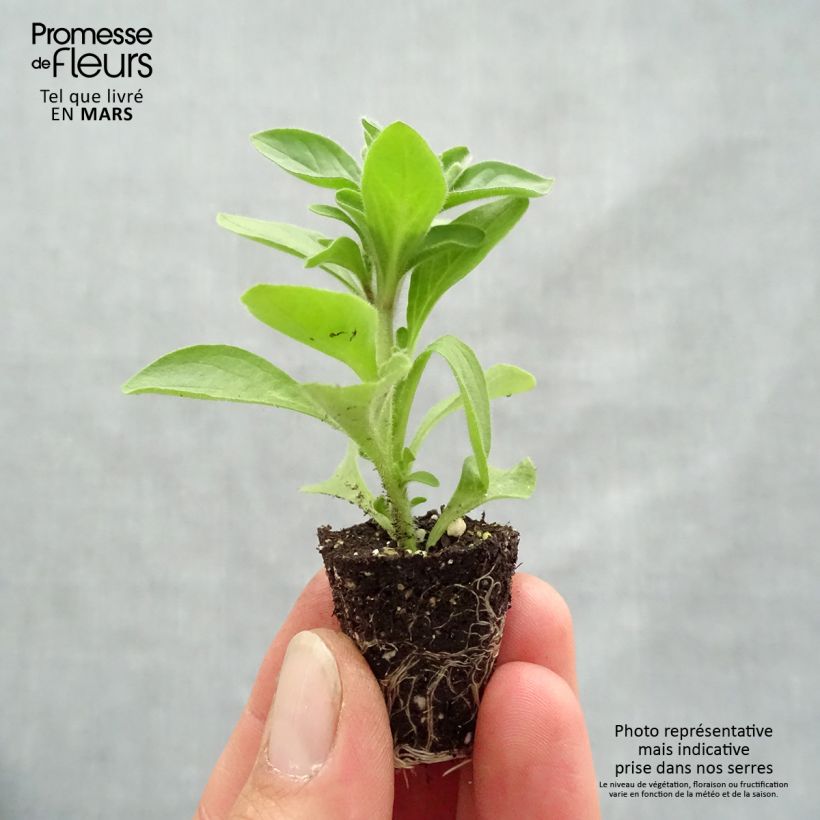 Spécimen de Pétunia Mystical Midnight Gold Mini-motte 3 cm tel que livré au printemps