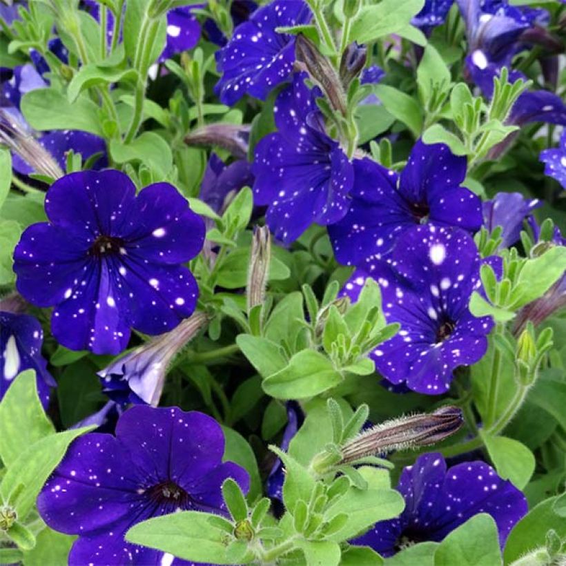 Pétunia Night Sky (Floraison)