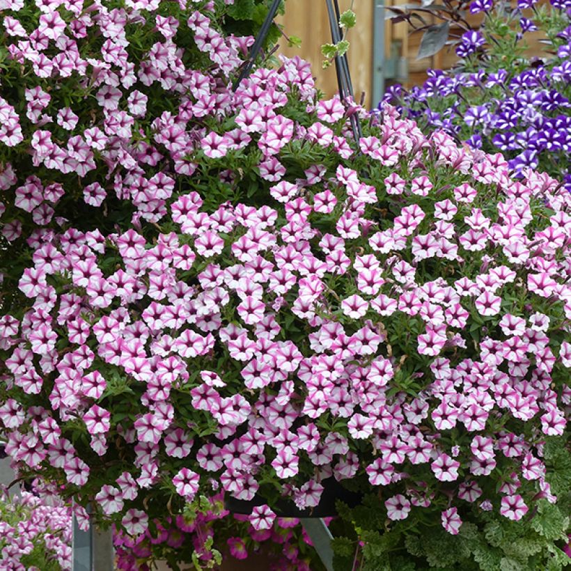 Petunia Pink Star (Floraison)