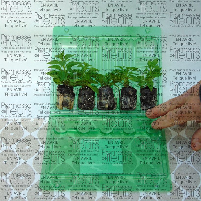 Exemple de spécimen de Petunia Pink Star Mini-motte 4 cm tel que livré