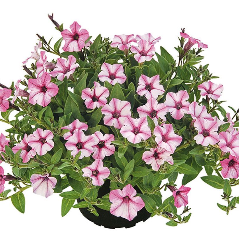 Petunia Pink Star (Port)