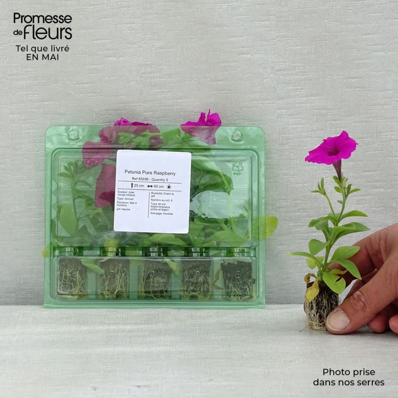 Spécimen de Petunia Pure Raspberry Mini-motte 2,5 cm tel que livré au printemps