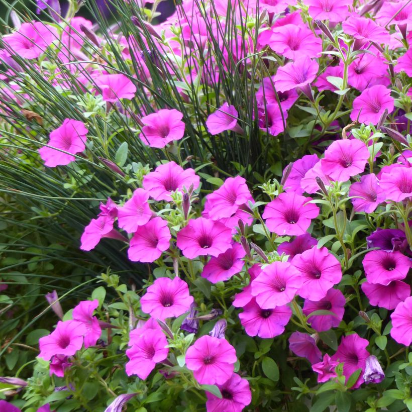 Petunia Pure Raspberry (Floraison)