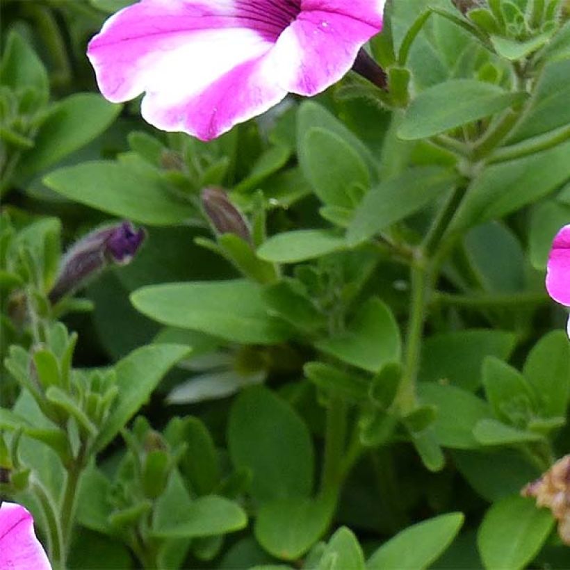 Pétunia Supertunia Raspberry Star (Feuillage)