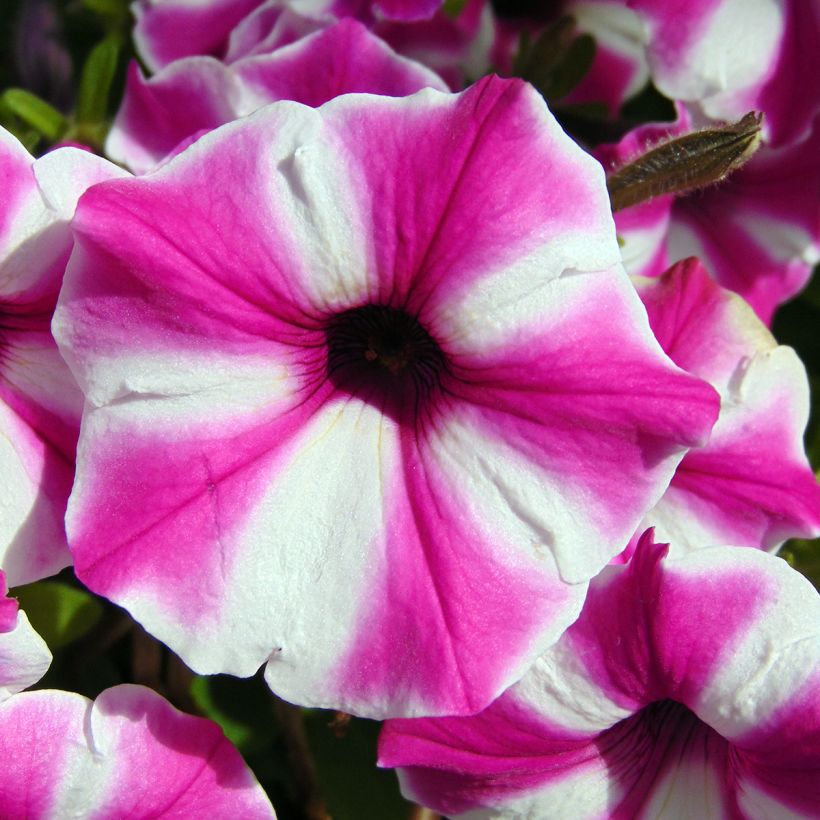 Pétunia Supertunia Raspberry Star (Floraison)