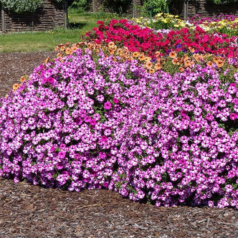 Pétunia Supertunia Raspberry Star (Port)