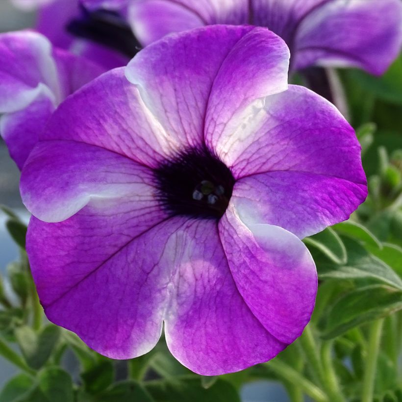 Petunia Red Carpet Orchid Frost (Floraison)