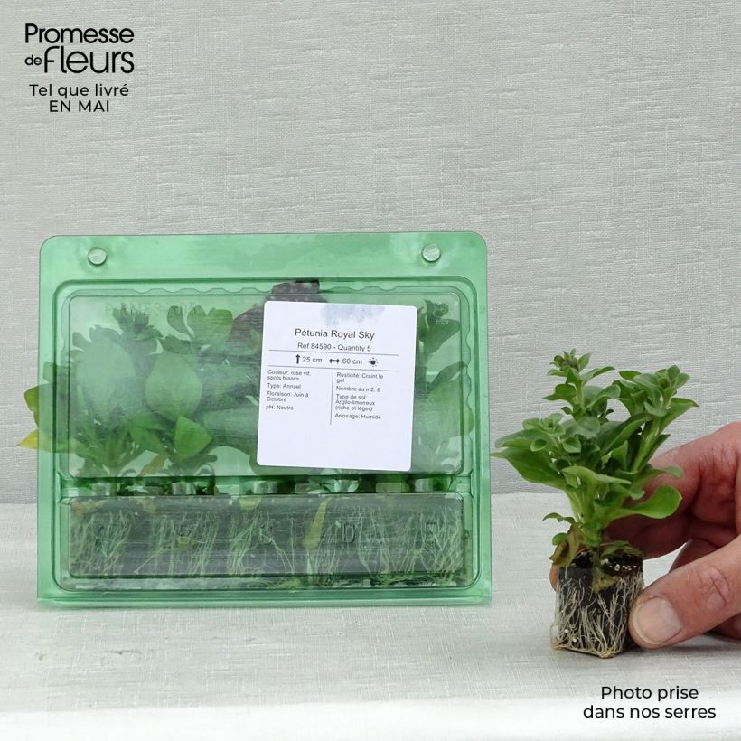 Spécimen de Pétunia Royal Sky Mini-motte 4 cm tel que livré au printemps