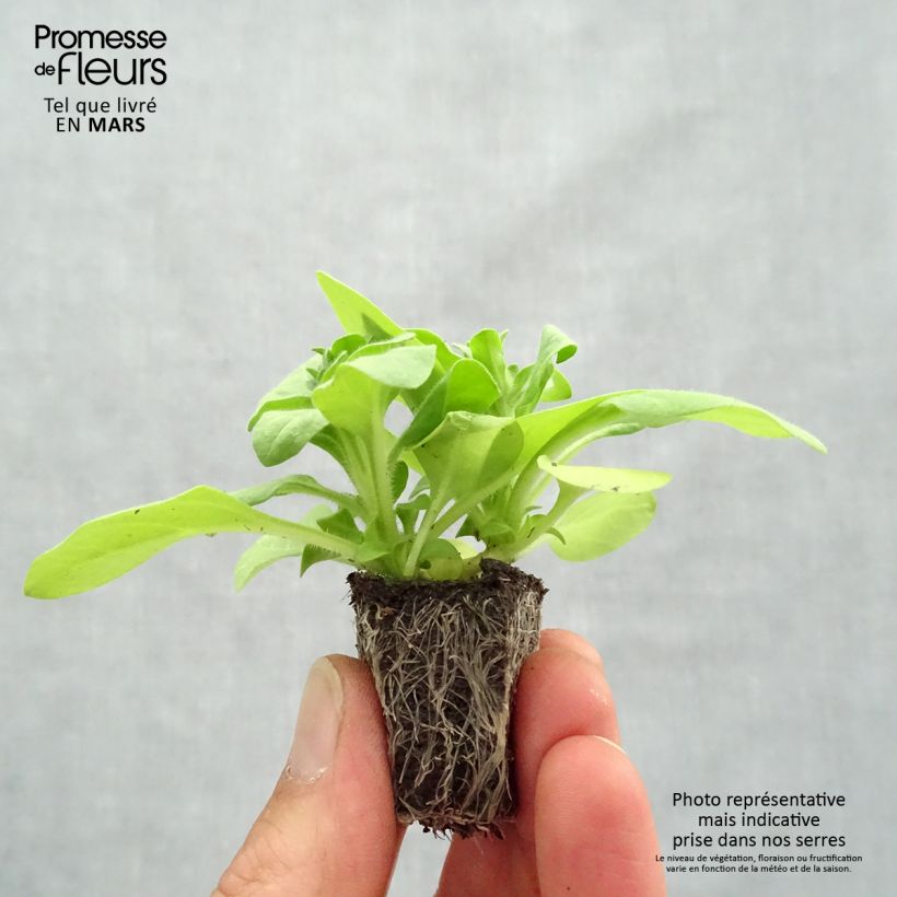 Spécimen de Pétunia Sophistica Lime Green Jardimotte : motte 3,8 cm x 3,2 cm en plaque de culture par 16 tel que livré au printemps