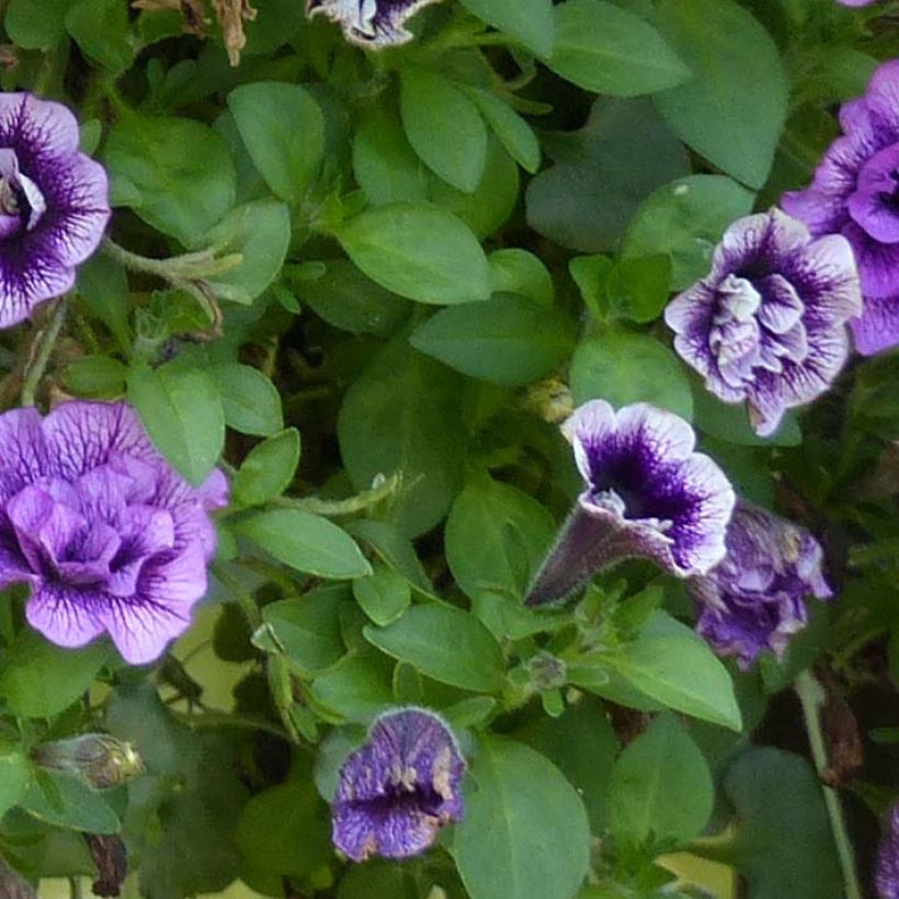 Pétunia Sugar Plum (Feuillage)