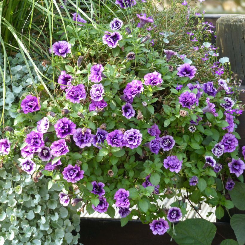 Pétunia Sugar Plum (Port)