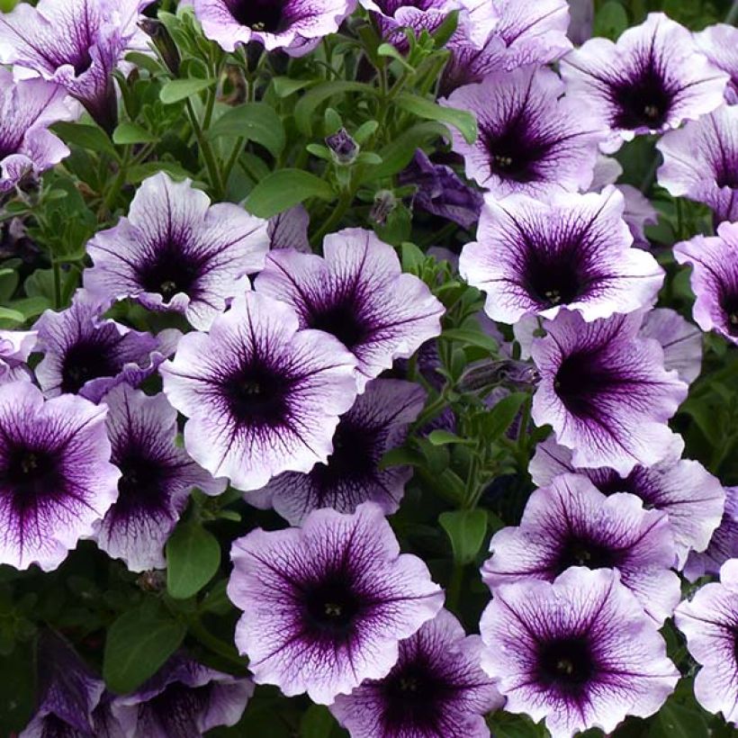 Pétunia Supertunia Bordeaux (Floraison)