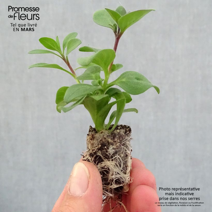 Spécimen de Pétunia Supertunia Bordeaux Mini-motte 2,5 cm tel que livré au printemps