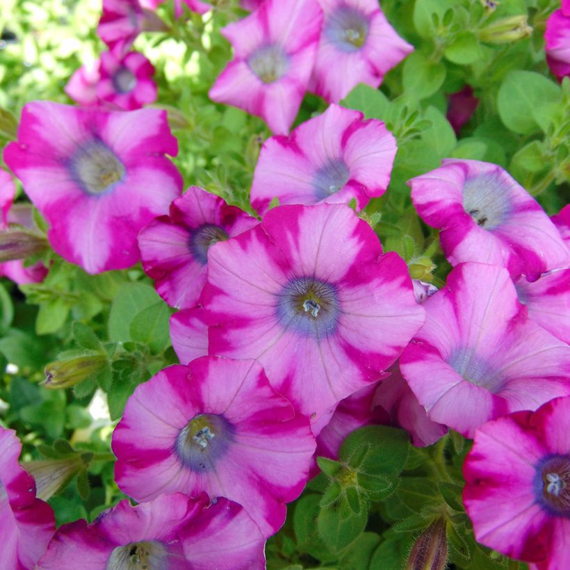 Pétunia Supertunia Mini Blast Rose (Floraison)