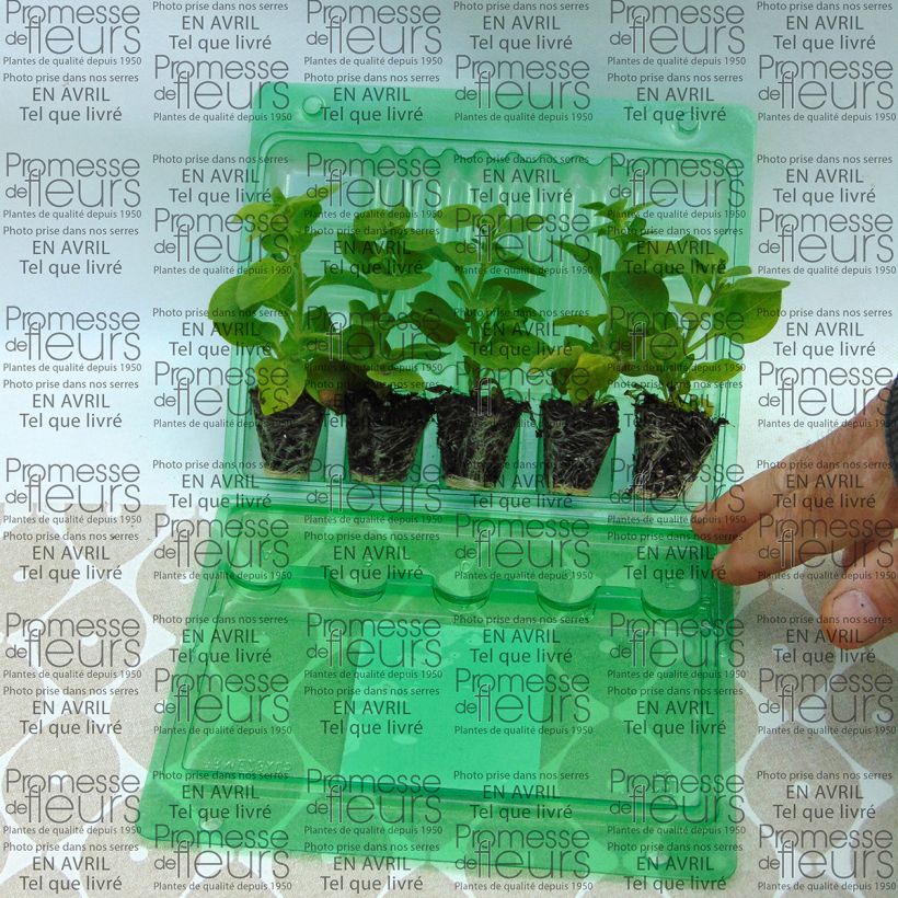 Exemple de spécimen de Pétunia Supertunia Mini Blast Rose Mini-motte 4 cm tel que livré