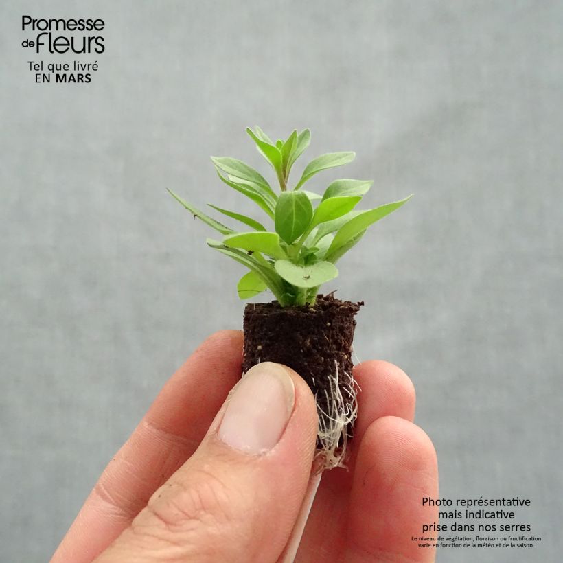 Spécimen de Pétunia Supertunia Mini Vista Violet Star Mini-motte 2,5 cm tel que livré au printemps