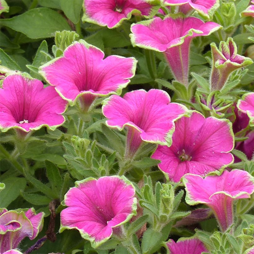 Pétunia Supertunia Picasso in Pink (Floraison)