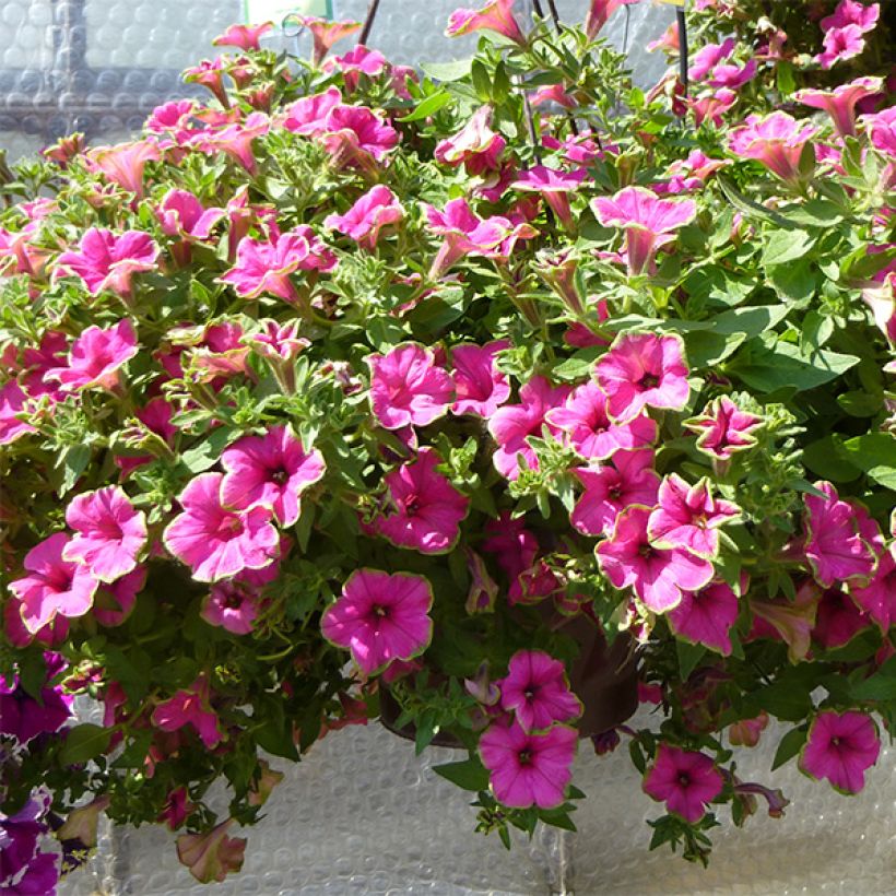 Pétunia Supertunia Picasso in Pink (Port)