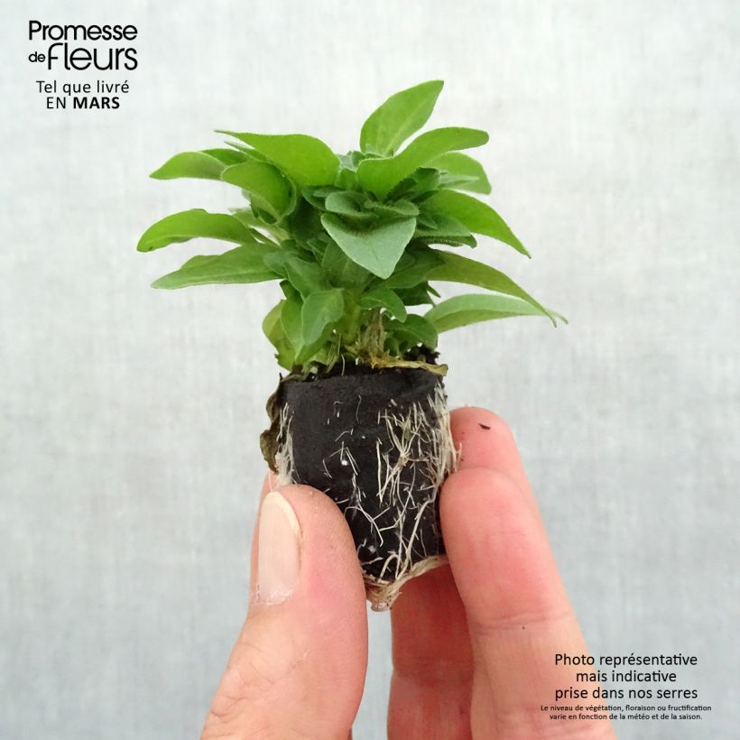 Spécimen de Pétunia Supertunia Pink Star Mini-motte 4 cm tel que livré au printemps