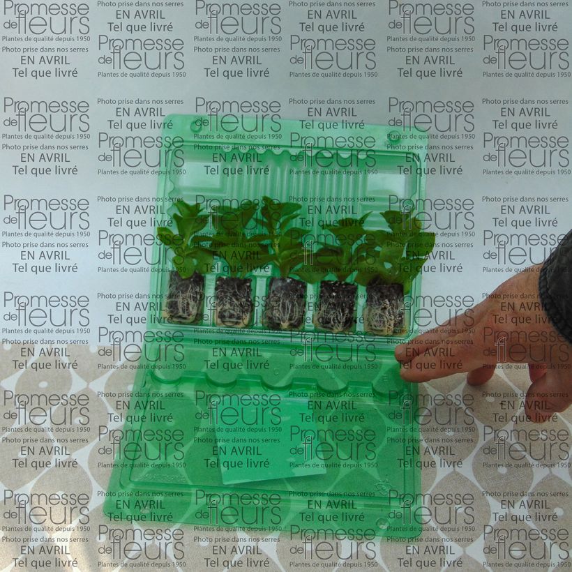 Exemple de spécimen de Pétunia Supertunia Raspberry Blast Mini-motte 4 cm tel que livré