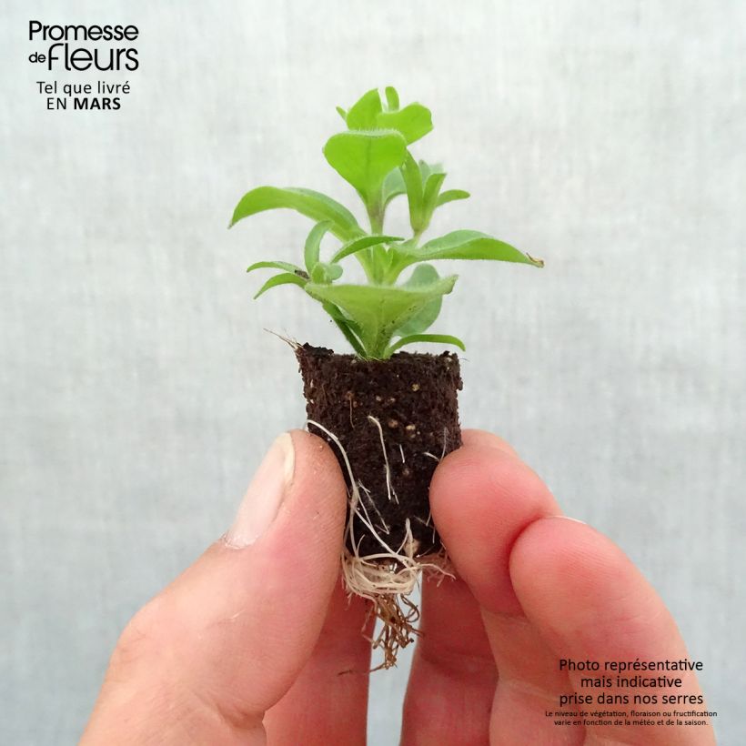 Spécimen de Pétunia Supertunia Raspberry Star Mini-motte 2,5 cm tel que livré au printemps