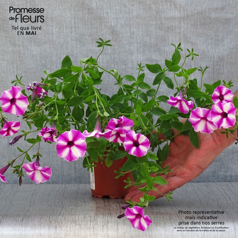 Spécimen de Pétunia Supertunia Raspberry Star godet de 8/9cm tel que livré au printemps
