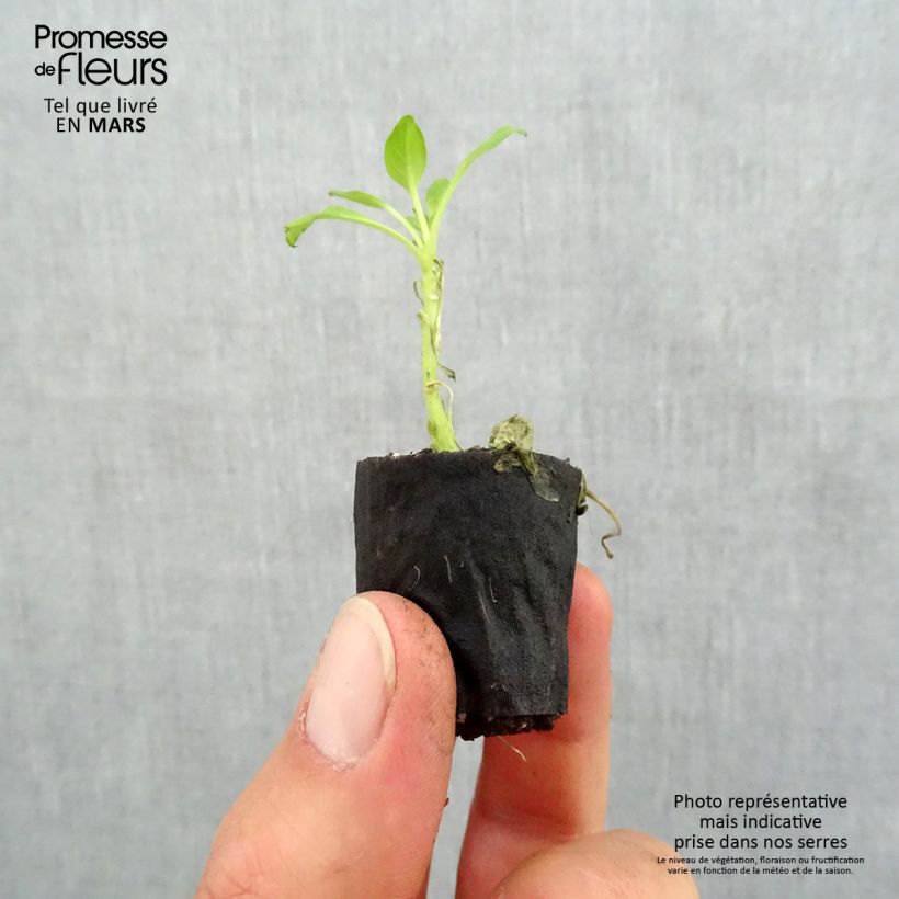 Spécimen de Pétunia Supertunia Vista Bubblegum Mini-motte 4 cm tel que livré au printemps