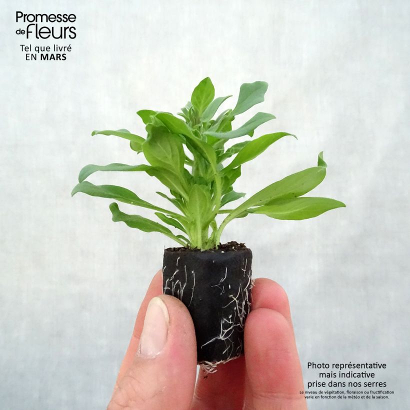 Spécimen de Pétunia Supertunia Vista Fuchsia Mini-motte 4 cm  tel que livré au printemps