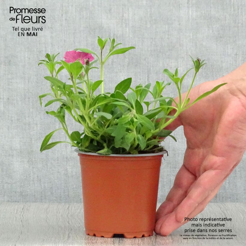 Spécimen de Pétunia Supertunia Vista Fuchsia Pot de 10 cm/11cm tel que livré au printemps