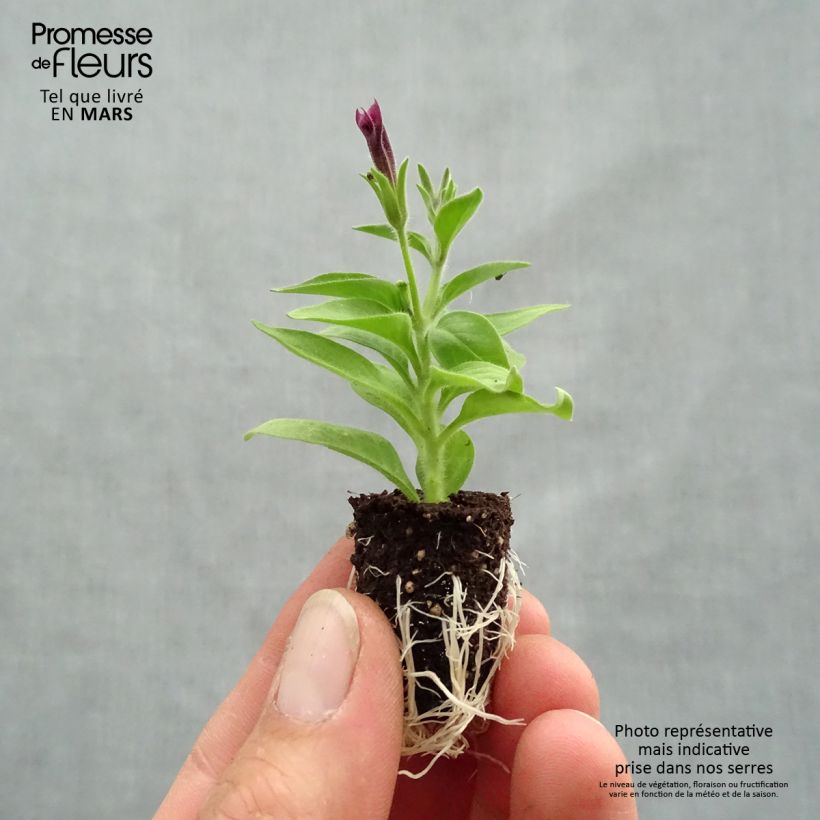 Spécimen de Pétunia Supertunia Vista® Paradise Mini-motte 2,5 cm tel que livré au printemps