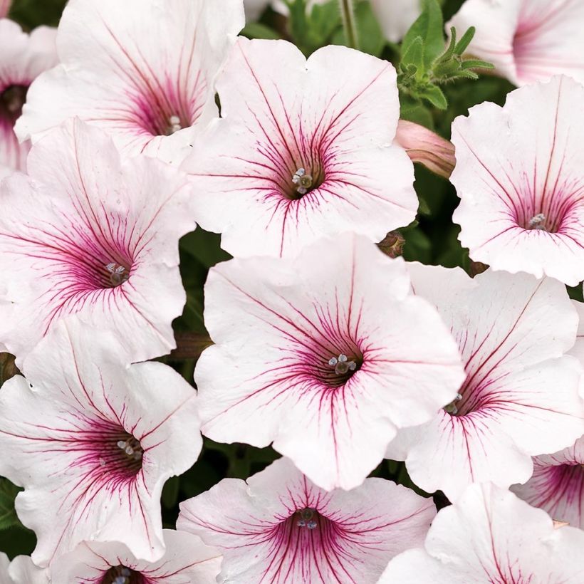 Pétunia Supertunia Vista® Silverberry (Floraison)