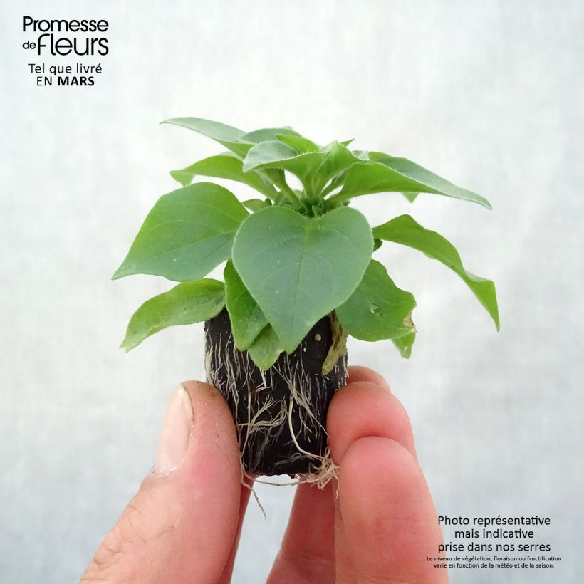 Spécimen de Pétunia Supertunia Vista® Silverberry tel que livré au printemps