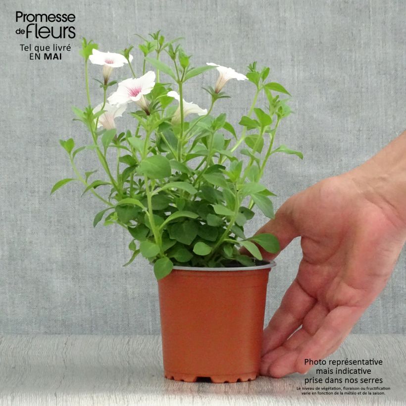 Spécimen de Pétunia Supertunia Vista® Silverberry godet de 8/9cm tel que livré au printemps