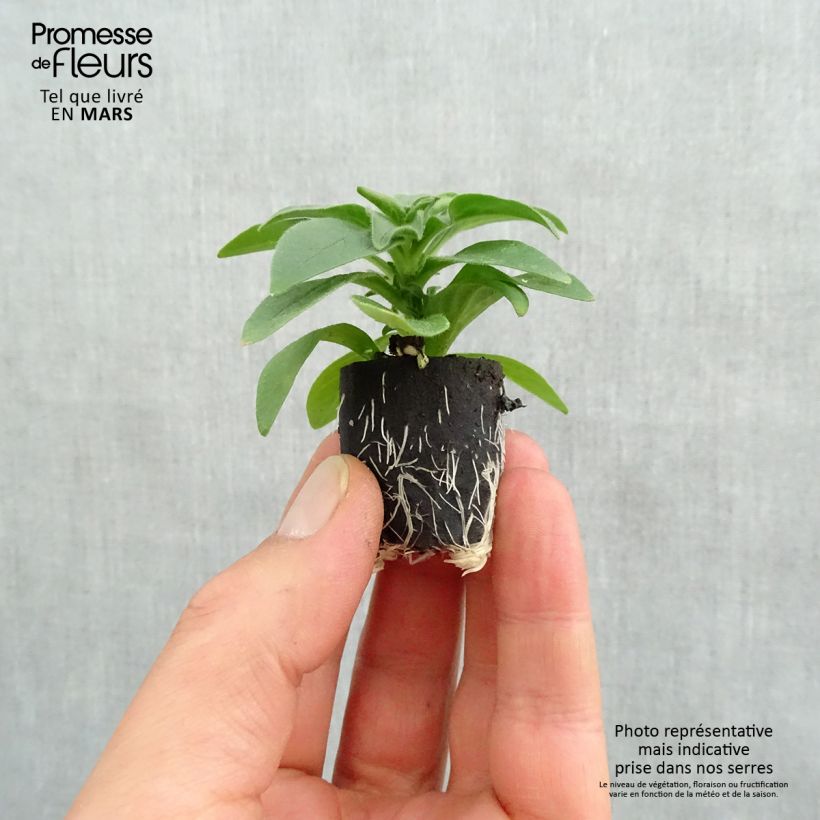 Spécimen de Pétunia Surfinia Deep Red rouge foncé Mini-motte 4 cm tel que livré au printemps