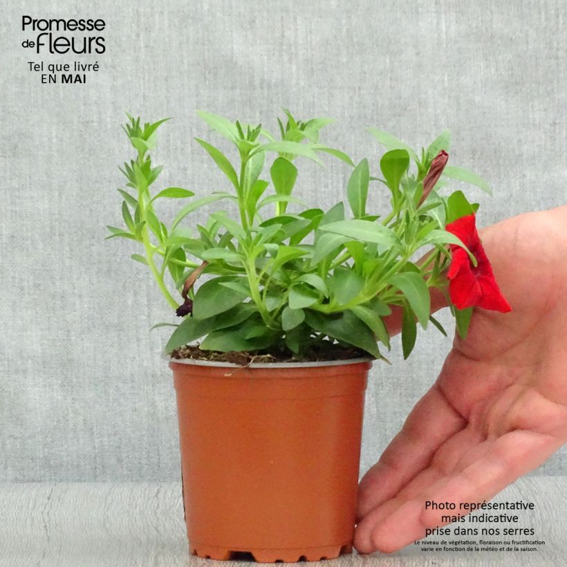 Spécimen de Pétunia Surfinia Deep Red rouge foncé godet de 8/9cm tel que livré au printemps