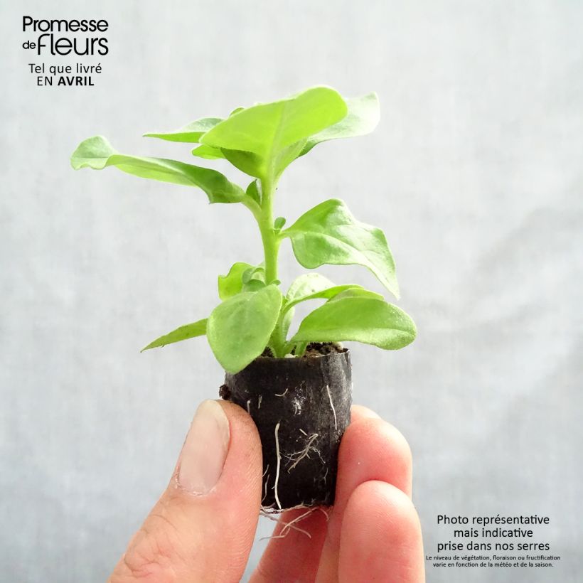 Spécimen de Pétunia Surfinia Double Lilac Mini-motte 4 cm tel que livré au printemps