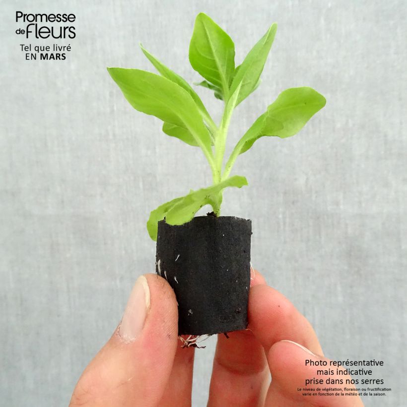 Spécimen de Pétunia Surfinia Giant Blue Mini-motte 4 cm tel que livré au printemps